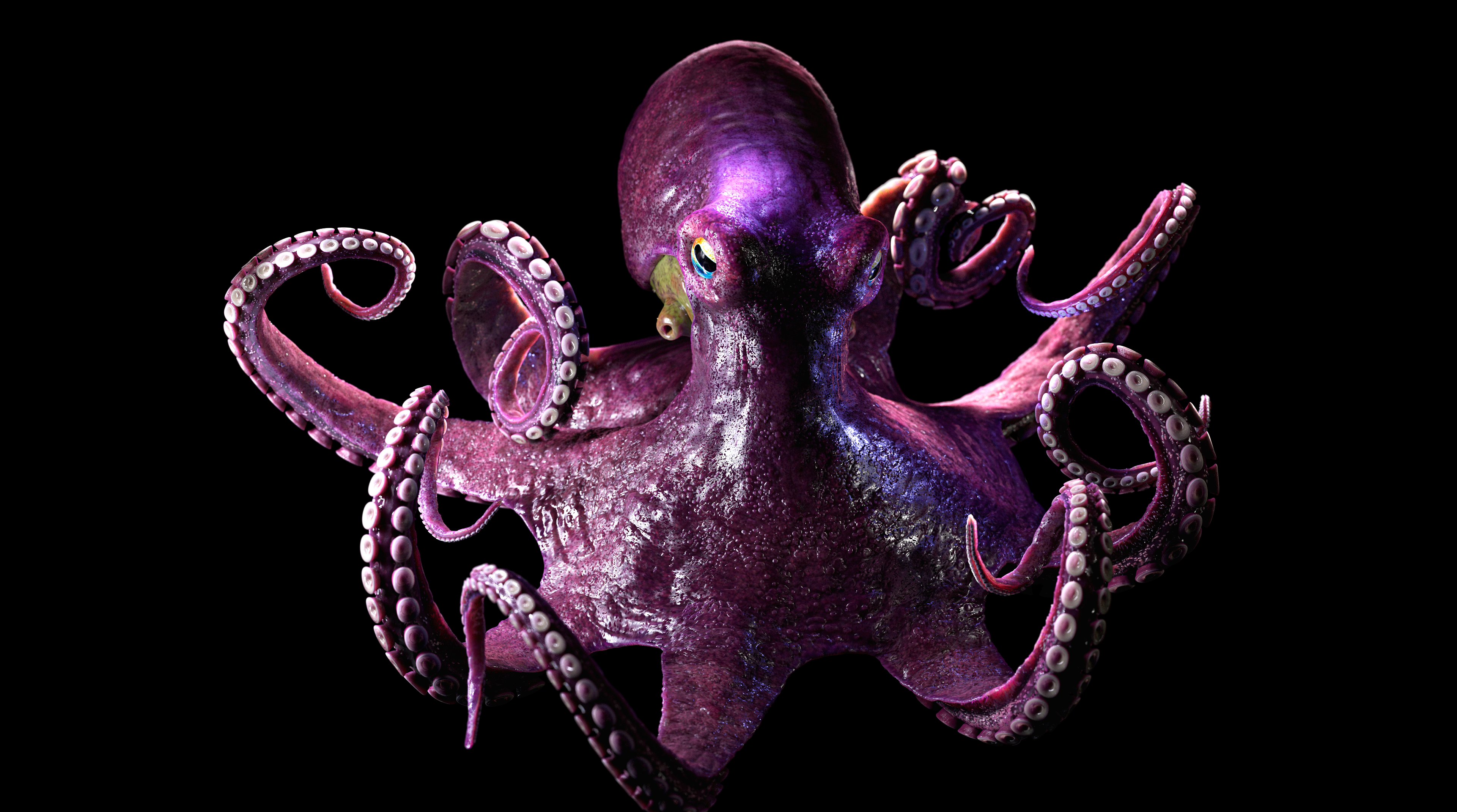 Octopus